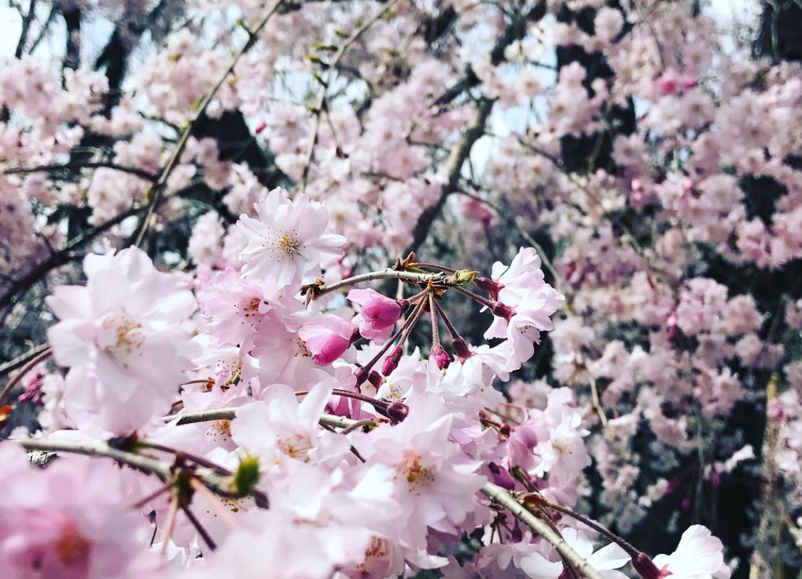 Japan’ spiritual heart in its blossom time Or Hanami (Cherry-blossom viewing) in Japan