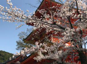 Japan’ spiritual heart in its blossom time Or Hanami (Cherry-blossom viewing) in Japan