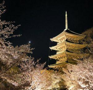 Japan’ spiritual heart in its blossom time Or Hanami (Cherry-blossom viewing) in Japan