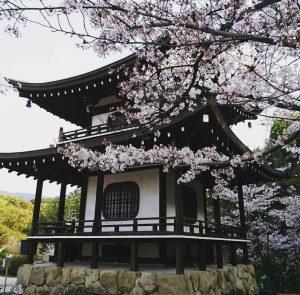 Japan’ spiritual heart in its blossom time Or Hanami (Cherry-blossom viewing) in Japan